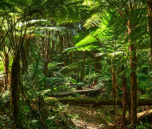 imagem de finalidade funcional da floresta na Amazônia